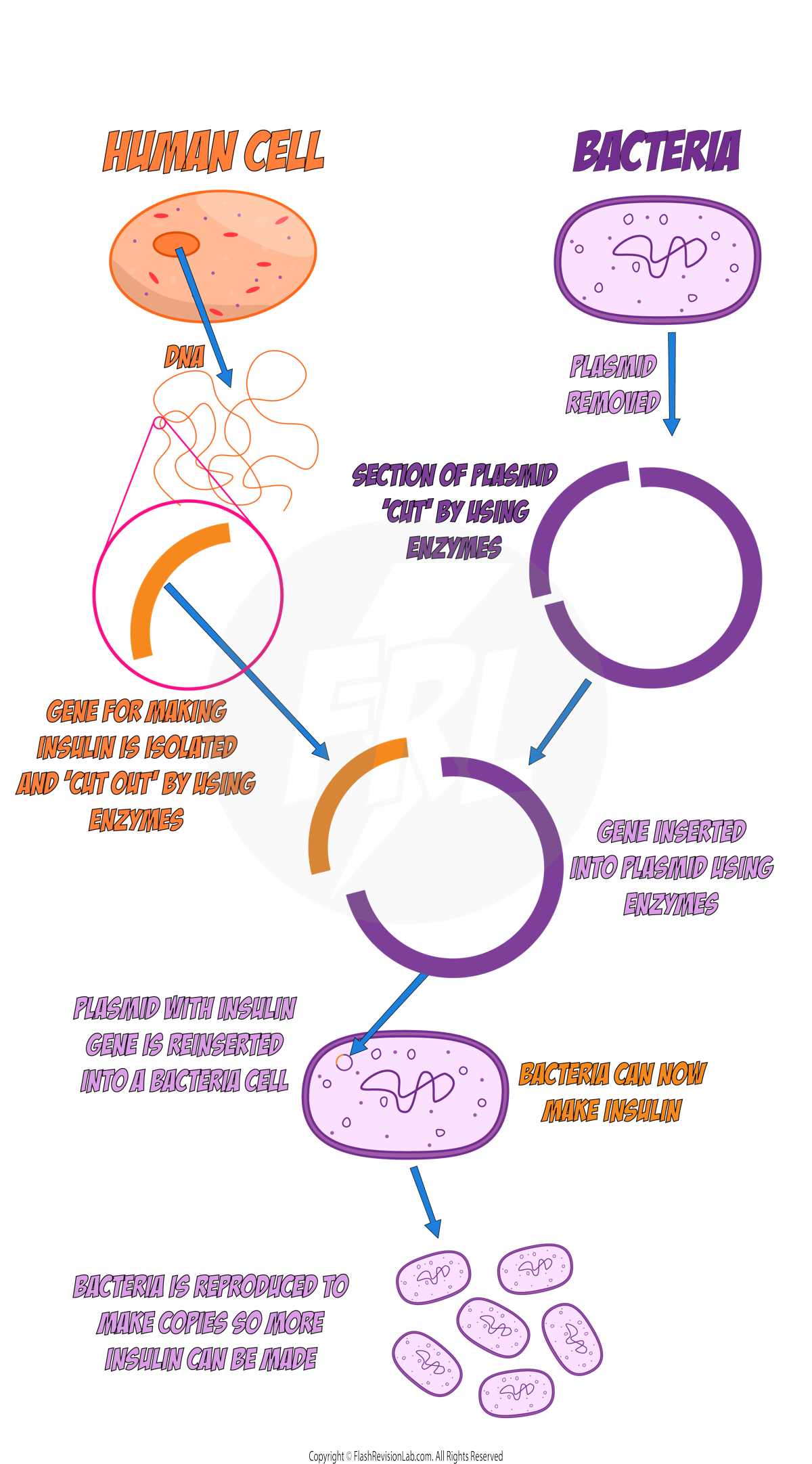 Genetic Engineering